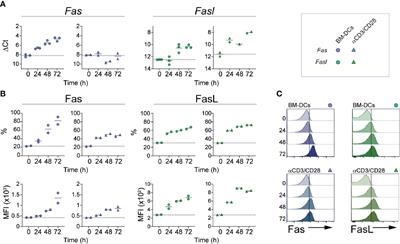 Fas/FasL Signaling Regulates CD8 Expression During Exposure to Self-Antigens